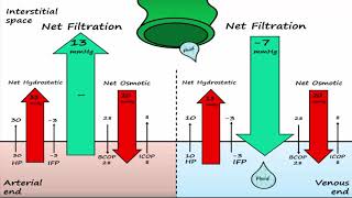 Capillary Exchange amp Edema [upl. by Nodnnarb]