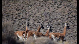 Especial Documental sobre el Guanaco [upl. by Sivlek332]