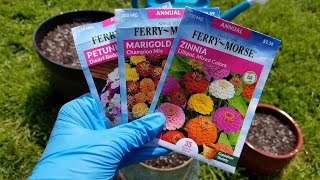 Planting Annual Flower Seeds in Containers  Marigolds Petunias and Zinnias [upl. by Tinya154]