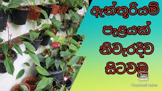 ඇන්තූරියම් පැළයක් නිවැරදිව සිටවමු‍‍  how to plant Anthurium in sinhala  Anthurium wagawa [upl. by Kath867]