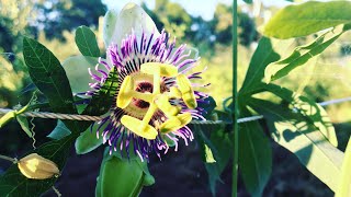 How To Grow Passiflora caerulea ‘Becky’s Blue amp White Passion Vine’ [upl. by Moss]