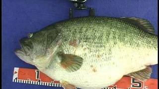 Manabu Kurita World Record Largemouth Bass [upl. by Reld]