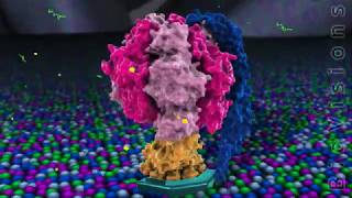 The F0F1 ATPase and ATP Production BioVisions [upl. by Aural]