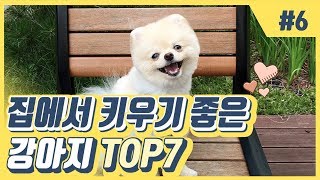 집에서 키우기 좋은 강아지 top7 [upl. by Tiffy240]