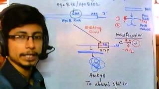 RNA editing mechanism [upl. by Onaicnop]