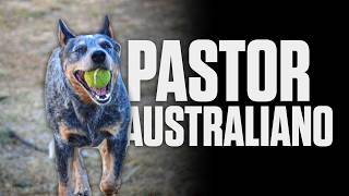 Pastor Ganadero Australiano  Boyero Australiano  Blue Heeler [upl. by Nnylyrehc]