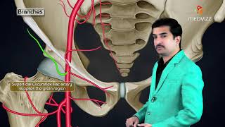 Femoral Artery Anatomy Animation Origin  Course  Branches and Termination  USMLE Step 1 [upl. by Alejandro304]