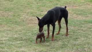 Doberman Puppy Meets The Big One [upl. by Airtina]