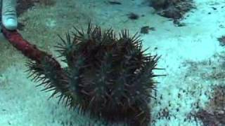 CrownofThorns Starfish [upl. by Atina]