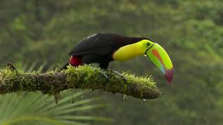 Keelbilled Toucan [upl. by Buzzell434]