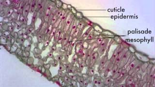 Leaf Structure Lab [upl. by Supple]