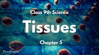 Tissues  CBSE Class 9 Science  Toppr Study [upl. by Ocinom]