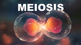 Meiosis Cell Division in Hindi [upl. by Wester]