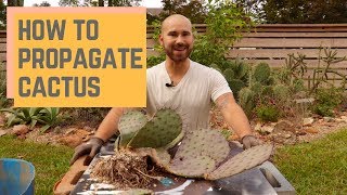 How To Propagate Cactus 🌵 Colorful Gardener [upl. by Nairim]