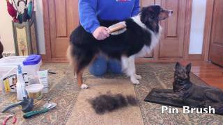 Grooming an Australian Shepherd [upl. by Ainitsirk]