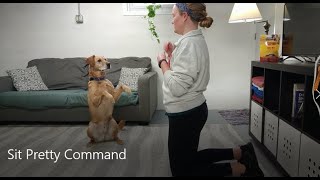 Teach Your Dog to Sit Pretty [upl. by Wynnie]