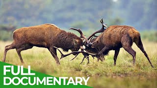 The Lueneburg Heath Manmade Wildlife Paradise  Free Documentary Nature [upl. by Anirehs610]