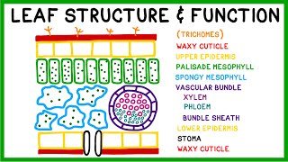 Leaf Structure and Function [upl. by Ayikat]