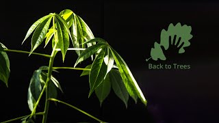 Ceiba pentandra Kapok tree 365 days timelapse  from seed to bonsai [upl. by Assert]