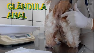 Glândula Anal ou adanal dos animais [upl. by Zorah912]