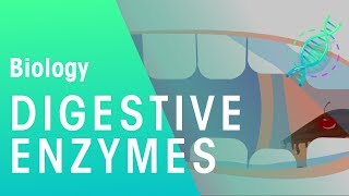 Digestive enzymes  Physiology  Biology  FuseSchool [upl. by Naret]