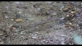 Carkeek Park Chum Salmon Run Nov 2024 [upl. by Natehc]