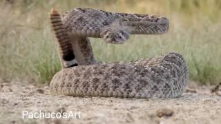 Western Diamondback Rattlesnake ready to strike [upl. by Erv]