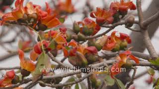 Semul or Silk Cotton tree Bombax ceiba flowers in full bloom in the Delhi spring [upl. by Jaquenetta783]