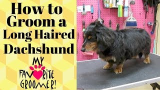 Grooming a Long Haired Dachshund [upl. by Horick]