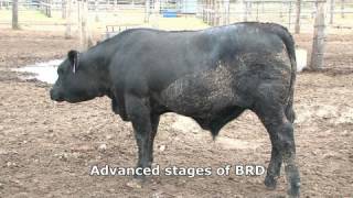 Bovine respiratory disease [upl. by Aisiat]