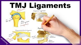 Temporomandibular Joint TMJ Ligaments  Anatomy amp Functions [upl. by Omero]