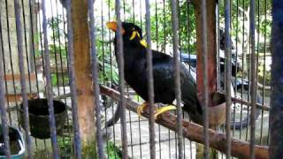 Amazing Talking Myna Bird [upl. by Ayotel619]