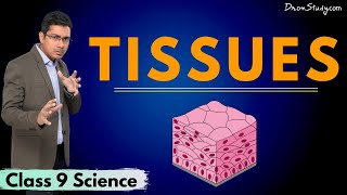 Tissues  Chapter 5  CBSE Class 9 Science  Toppr Study [upl. by Fortna]