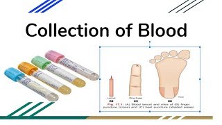 Collection of Blood Procedure and Precautions [upl. by Nitaf]