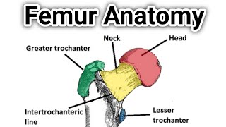 Femur Anatomy  Anatomy of the Femur  femur anatomy in Hindi [upl. by Marquet]