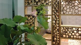 Bamboo decoration ideas [upl. by Olraced]