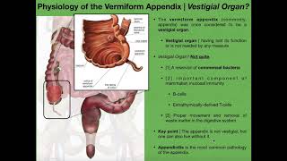 The Appendix amp Basics of Tonsils and Peyers Patches [upl. by Kimberli]