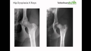 Hip Dysplasia in Dogs [upl. by Nyahs]