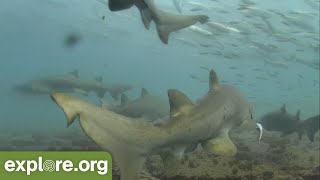 SWARMING SHARKS Frying Pan Shark Cam [upl. by Malorie]