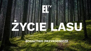 Życie lasu – bogactwo przyrodnicze [upl. by Amluz]