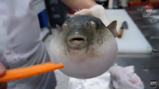 Pufferfish eats carrot full video [upl. by Efeek]