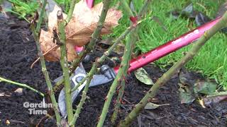 Pruning Hybrid Tea Roses [upl. by Aisila251]