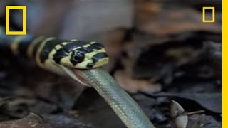 King Cobra vs Olive Water Snake  National Geographic [upl. by Ahto]