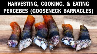 Percebes Harvesting Cooking amp Eating Gooseneck Barnacles Percebes on the Beach Catch amp Cook [upl. by Arndt]