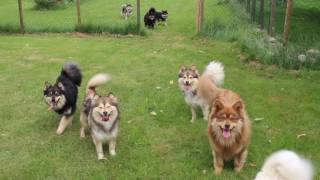 Finnish Lapphund Finnish Lapponian Dog Finnischer Lapphund Kennel Erimathi have fun [upl. by Retsev]