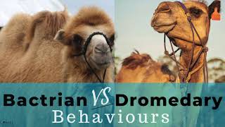 Bactrian Vs Dromedary Camel Behaviours [upl. by Slaby]