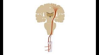 Neuroanatomy  The spinal cord [upl. by Winchell]