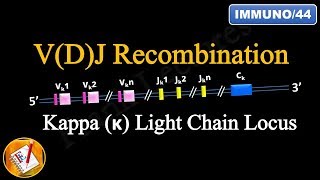 VDJ Recombination PART 1  Ig Light chain locus FLImmuno44 [upl. by Jaela919]