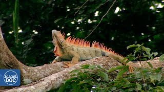 Amazon Jungle Tours with Rainforest Cruises [upl. by Htebasyle]