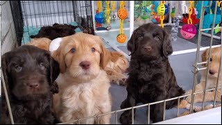 Australian Labradoodle Puppies [upl. by Nodnrb]